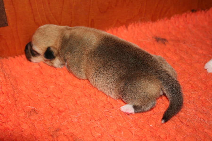 Puppies